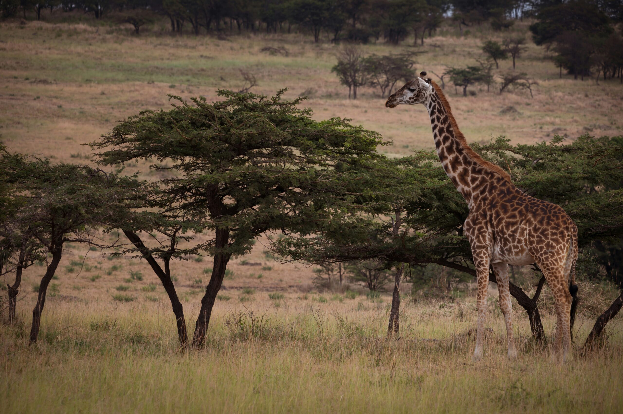 National park - Giraffe